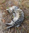 Kitten in garden