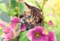 Kitten in the garden with mallow flowers