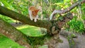 Kitten, garden, my pet, cat home