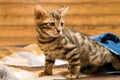 Kitten gets out of blue pants on the wooden floor Royalty Free Stock Photo