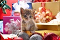 Kitten in a gift box