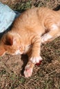 Kitten ginger called Tigger