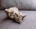 Kitten of ginger color lying on sofa.