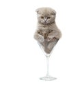 Kitten in a glass