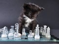Kitten glass chess board with falled pieces Royalty Free Stock Photo