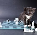 Kitten glass chess board with scattered pieces