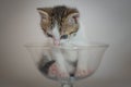 Kitten in glass cup Royalty Free Stock Photo