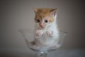 Kitten in glass cup Royalty Free Stock Photo