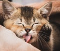 Kitten golden ticked british chinchilla straight Royalty Free Stock Photo