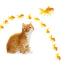 Kitten and goldfish