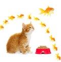 Kitten and goldfish