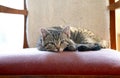 Kitten on grandma`s chair Royalty Free Stock Photo