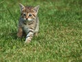 Kitten in the grass