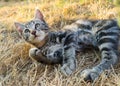 Kitten in grass