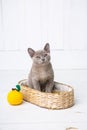 kitten gray breed, the Burmese is sitting in a wicker basket. Next toy crocheted in the form of fruit. White background.