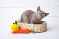 kitten gray breed, the Burmese is sitting in a wicker basket. Next toy crocheted in the form of fruit. White background.