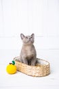 kitten gray breed, the Burmese is sitting in a wicker basket. Next toy crocheted in the form of fruit. White background.