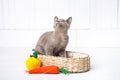 kitten gray breed, the Burmese is sitting in a wicker basket. Next toy crocheted in the form of fruit. White background.