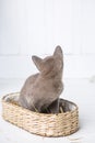 kitten gray breed, the Burmese is sitting in a wicker basket. Next toy crocheted in the form of fruit. wooden background.