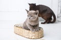 kitten gray breed, the Burmese is sitting in a wicker basket. Next toy crocheted in the form of fruit. wooden background.