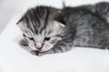 Kitten gray newborn sad little kid Royalty Free Stock Photo