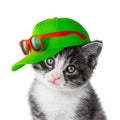Kitten with green cap