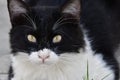 Kitten with green eyes is posing to the camera Royalty Free Stock Photo