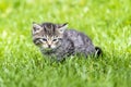 Kitten in the green grass