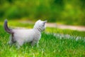 Kitten on a green grass Royalty Free Stock Photo