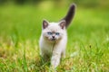 Kitten on a green grass Royalty Free Stock Photo