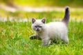 Kitten on a green grass Royalty Free Stock Photo
