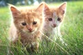 kitten on green grass