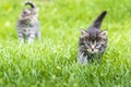 Kitten in the green grass