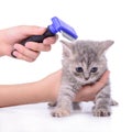 Kitten grooming comb