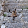 Kitten grooming on stone steps