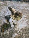 Kitten on the ground