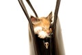 Kitten in handbag isolated on white