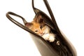 Kitten in handbag isolated on white