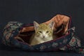 Kitten in a Handbag