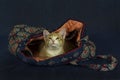 Kitten in a Handbag