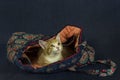 Kitten in a Handbag