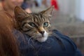 Kitten in the hands of a volunteer in a shelter for homeless animals Royalty Free Stock Photo