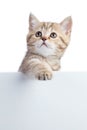 Cat kitten hanging over blank posterboard for message Royalty Free Stock Photo