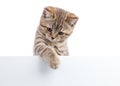 Kitten hanging over blank posterboard, you add the message. Royalty Free Stock Photo