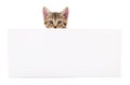 Kitten hanging over blank posterboard Royalty Free Stock Photo
