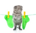 Kitten hanging socks on the rope for drying. isolated on white Royalty Free Stock Photo