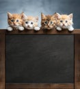 Kitten head with paws up peeking over blank blackboard, Pet kitten curiously peeking behind white background, Tabby baby cat