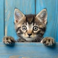 Little tabby cat curiously peeking out from behind blue background. Pets adoption,help for pets. copy space, Generative AI Royalty Free Stock Photo