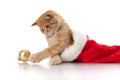 Kitten and headdress of santa claus