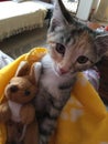 Kitten and toy kangaroo